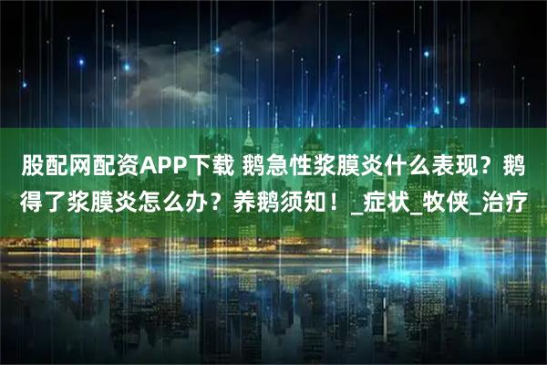 股配网配资APP下载 鹅急性浆膜炎什么表现？鹅得了浆膜炎怎么办？养鹅须知！_症状_牧侠_治疗